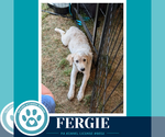 Small Photo #10 Aussiedor Puppy For Sale in Kimberton, PA, USA