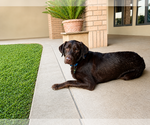 Small Labrador Retriever