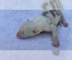 Small Photo #66 Border Collie Puppy For Sale in MOSIER, OR, USA