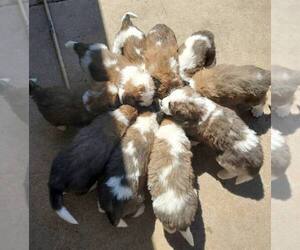 Saint Bernard Puppy for Sale in ODESSA, Texas USA