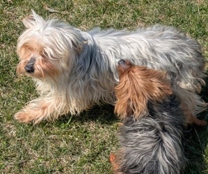 Mother of the Yorkshire Terrier puppies born on 02/28/2025