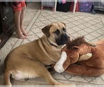 Small #6 Mastiff