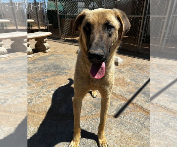 Medium Photo #2 Mutt Puppy For Sale in Apple Valley, CA, USA