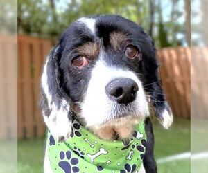 Cocker Spaniel Dogs for adoption in Arlington, VA, USA