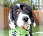 Hank - Male Cocker Spaniel Dog for Adoption - Small photo