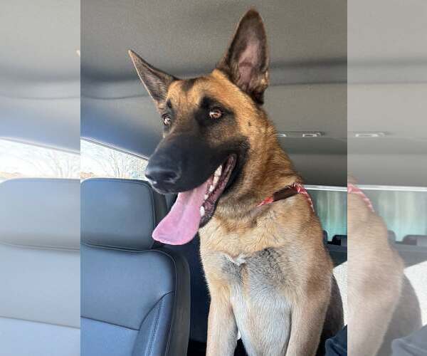 Medium Photo #1 German Shepherd Dog-Unknown Mix Puppy For Sale in Rowlett, TX, USA