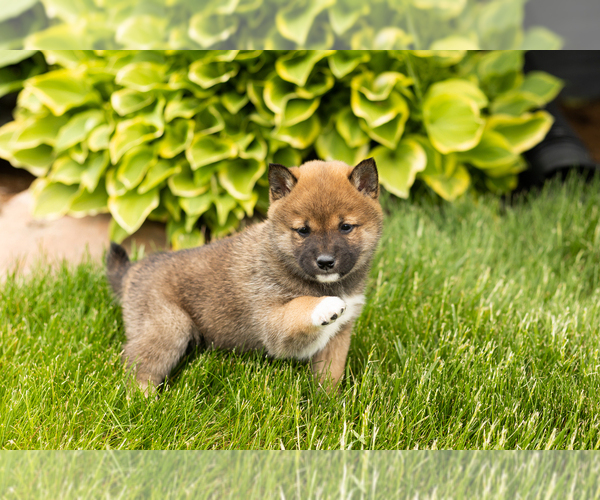 Medium Photo #3 Shiba Inu Puppy For Sale in MILLERSBURG, IN, USA
