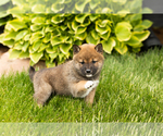 Small #2 Shiba Inu