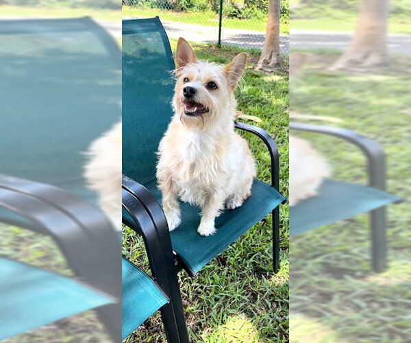 Medium Photo #2 Mutt Puppy For Sale in Weston, FL, USA