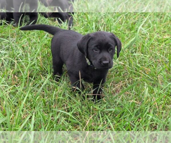 Medium Photo #3 Labrador Retriever Puppy For Sale in EDINBURG, VA, USA