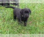 Small #2 Labrador Retriever