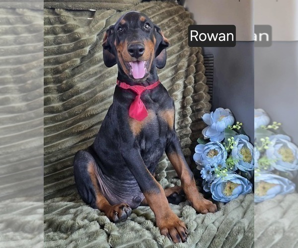 Medium Photo #4 Doberman Pinscher Puppy For Sale in POMEROY, OH, USA