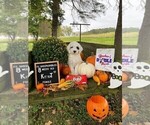 Small Photo #10 Sheepadoodle Puppy For Sale in BELLEFONTE, PA, USA