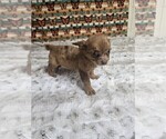 Small #9 Chihuahua