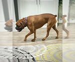 Small #3 Boxer