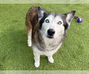 Siberian Husky Dogs for adoption in Raleigh, NC, USA