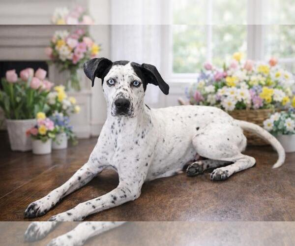 Medium Photo #10 Dalmatian-German Shorthaired Pointer Mix Puppy For Sale in Rockwall, TX, USA