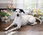 Small #9 Dalmatian-German Shorthaired Pointer Mix