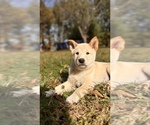 Puppy Eugene Shiba Inu