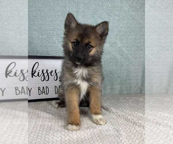 Medium Photo #2 Pomsky Puppy For Sale in FRANKLIN, IN, USA