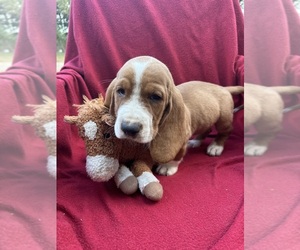 Basset Hound Puppy for sale in BENNINGTON, OK, USA