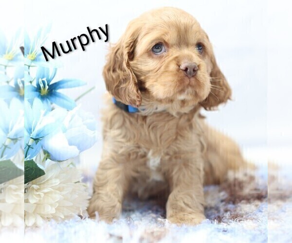 Medium Photo #18 Cocker Spaniel Puppy For Sale in LOYAL, WI, USA