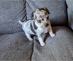 Small Photo #17 Chiweenie Puppy For Sale in CAMANO ISLAND, WA, USA