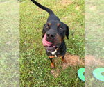 Small #1 Rottweiler