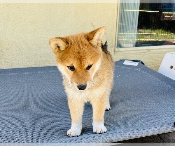 Medium Photo #69 Shiba Inu Puppy For Sale in FREMONT, CA, USA