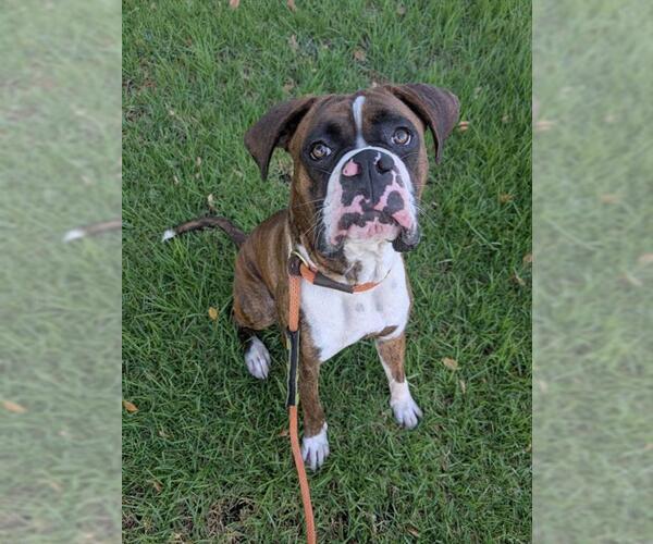 Medium Photo #2 Boxer-Unknown Mix Puppy For Sale in Redlands, CA, USA