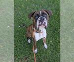 Small #1 Boxer Mix