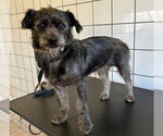 Small #1 Mutt