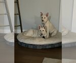 Small Photo #3 Australian Shepherd-German Shepherd Dog Mix Puppy For Sale in Crystal , MN, USA