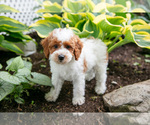 Puppy Krissy Poodle (Miniature)