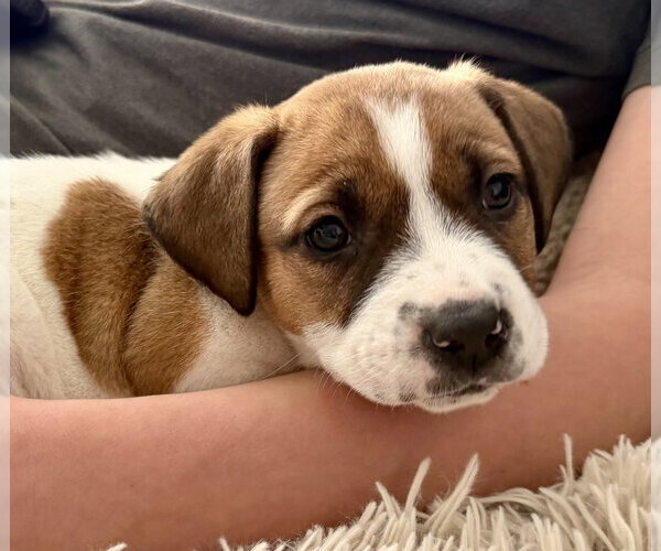 Medium Photo #2 Mutt Puppy For Sale in Mundelein, IL, USA