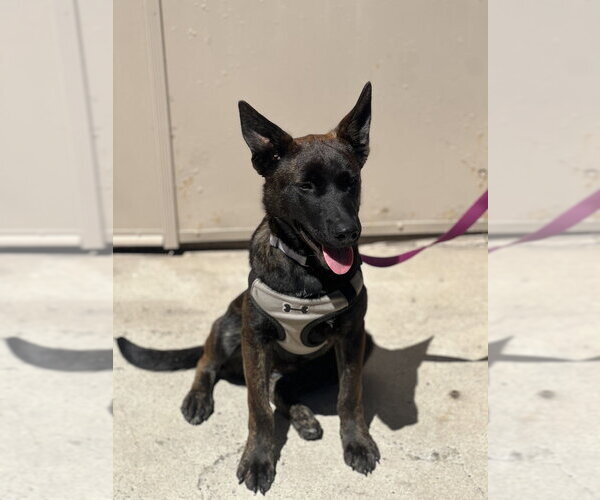 Medium Photo #7 Holland Shepherd Puppy For Sale in Dana Point, CA, USA