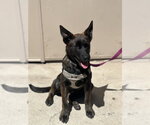 Small #6 Holland Shepherd