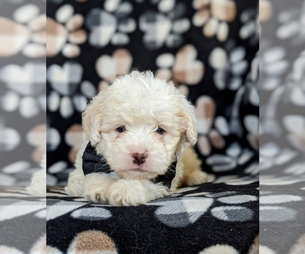 Medium Photo #6 Lhasa-Poo Puppy For Sale in LINCOLN UNIV, PA, USA