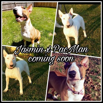 Medium Photo #1 Bull Terrier Puppy For Sale in TAYLOR, MI, USA
