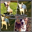 Small Photo #1 Bull Terrier Puppy For Sale in TAYLOR, MI, USA