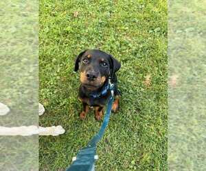 Rottweiler Dogs for adoption in Belleuve, NE, USA