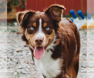 Father of the Australian Shepherd puppies born on 08/04/2026