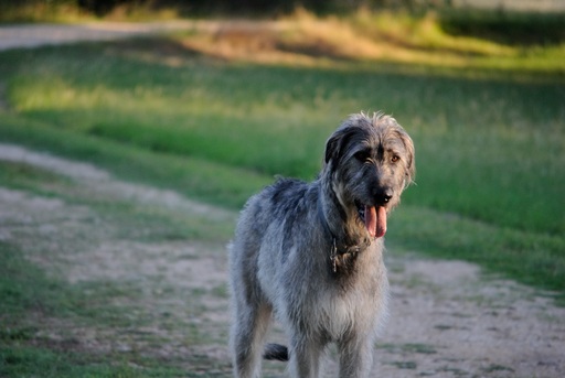 Medium Photo #1 Irish Wolfhound Puppy For Sale in NEW BRAUNFELS, TX, USA