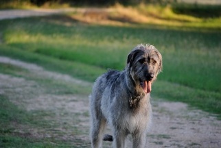 Father of the Irish Wolfhound puppies born on 12/20/2017