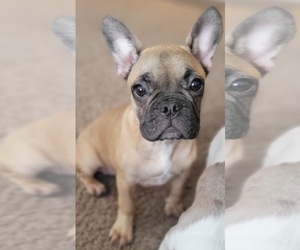 French Bulldog Puppy for sale in TAMPA, FL, USA