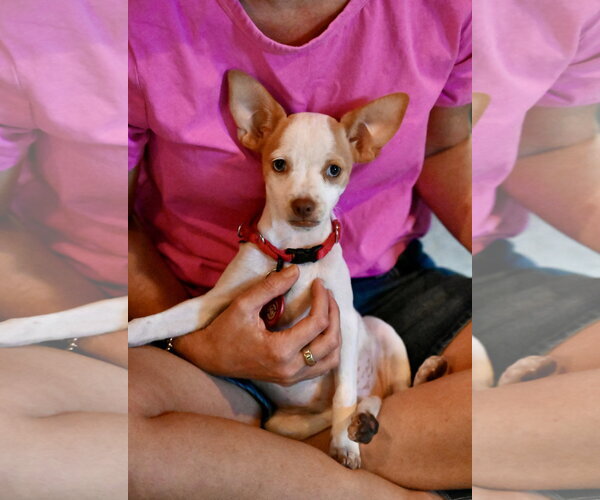 Medium Photo #2 Chihuahua-Unknown Mix Puppy For Sale in Wakefield, RI, USA