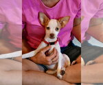 Small #1 Chihuahua Mix