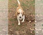 Small #2 Beagle