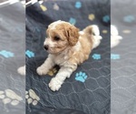 Small Photo #7 Poodle (Miniature)-Unknown Mix Puppy For Sale in CEDARTOWN, GA, USA