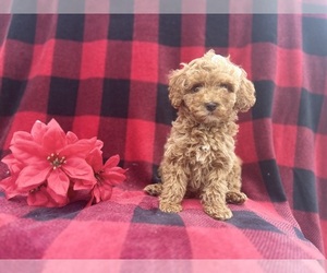 Cock-A-Poo Puppy for sale in LAKELAND, FL, USA